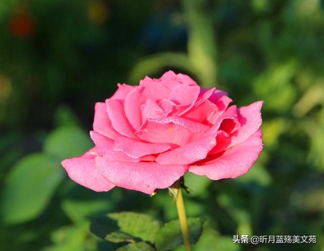 有你真好的说说，有你超甜的句子（岁月无言，春风十里，有你真好）