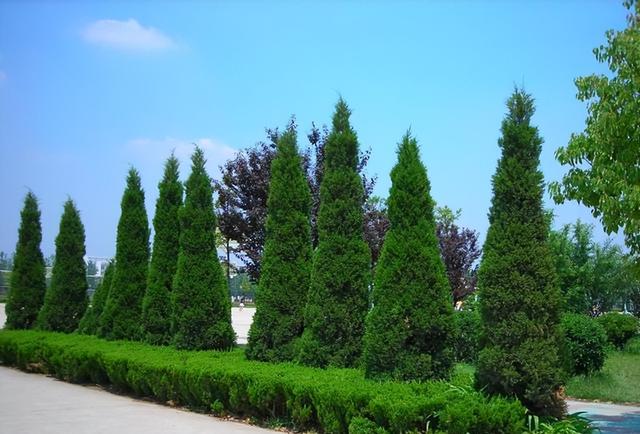 法国梧桐树苗多少钱一颗，法国梧桐树多少钱一棵（曾红极一时的7种“绿化树”）
