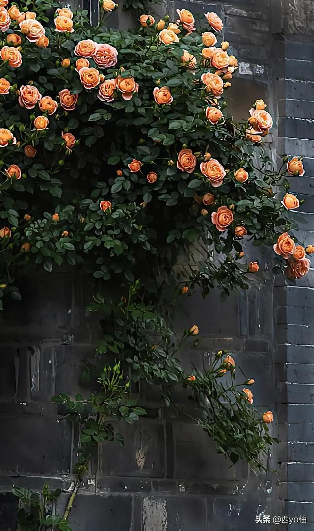 黑色蔷薇花的花语，黑蔷薇的花语和象征（今日分享——蔷薇）