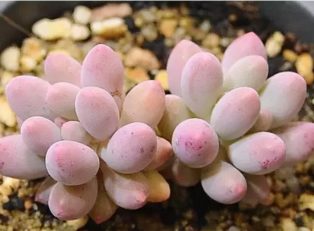 怎么养多肉才又矮又肥，多肉越长越高怎么修剪（这四点记住可以让多肉叶片变得胖嘟嘟）