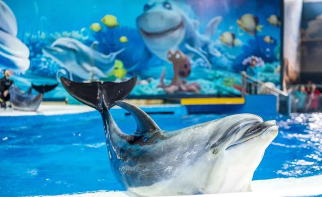 南京海底世界门票，南京海底世界门票包含哪些项目（打折！南京一批景点特惠来了）