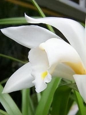 梅花象征什么，梅花象征什么青松象征什么雪花象征什么（中国十大名花排行榜）