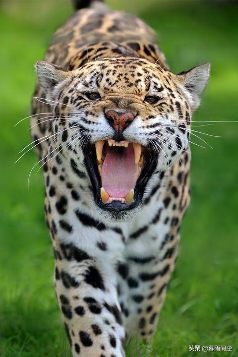 有哪几种动物名字，地球上30种最极端的动物