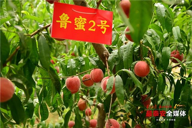 桃树苗新品种大全，今年桃树苗新品种（山农大育成4个早熟高甜桃新品种）