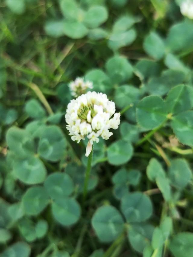 白花三叶草功效与作用，新西兰三叶草蜂蜜（一日一草·白车轴草）