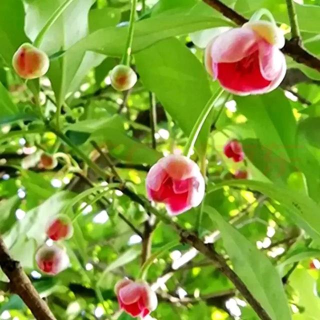 鲜花的花语和花的数目的寓意，鲜花数量的寓意（100种迷人的“数字花”）