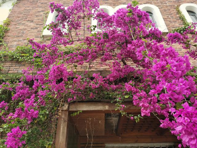 鲜花的花语和花的数目的寓意，鲜花数量的寓意（100种迷人的“数字花”）