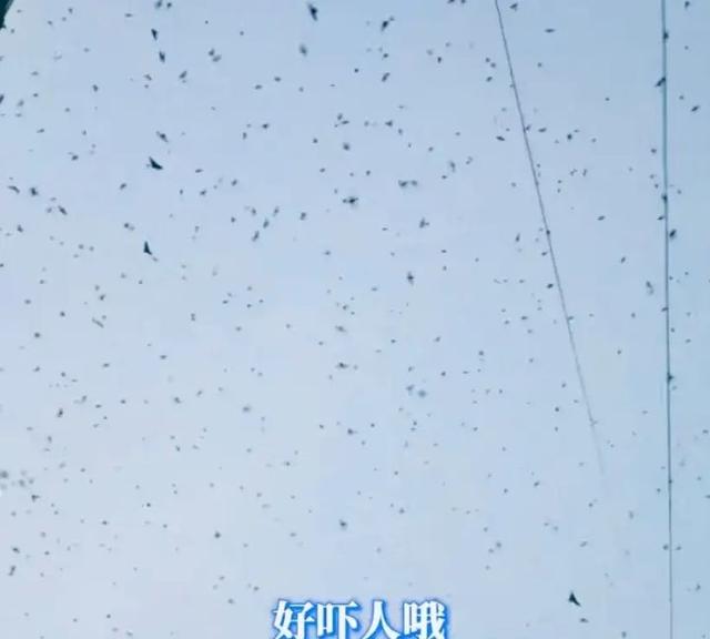蝙蝠是鸟吗，四川德阳傍晚出现“密集鸟群”（蝙蝠是鸟吗请说明你的理由）