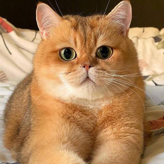 英短哪个颜色最贵，英短猫什么颜色贵（英短猫颜色以哪样最好）