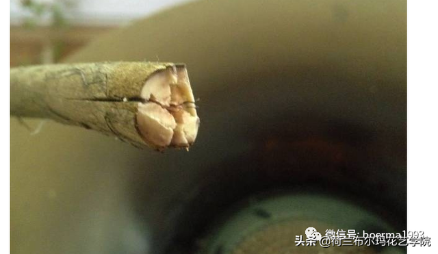 怎么挑选木本植物，怎么挑选木本植物盆景（木本花材的使用技巧和处理方法）