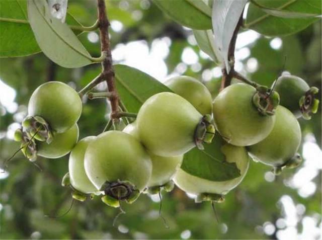 海南蒲桃,适合6月份食用的水果(海南蒲桃图片)