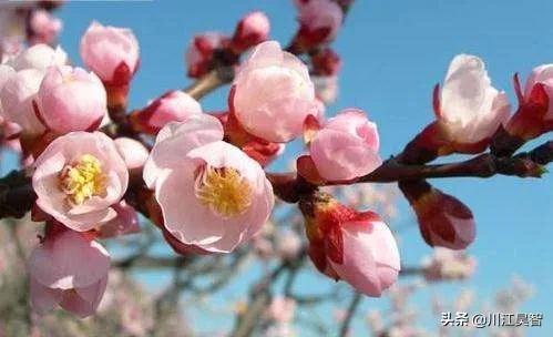 1一12月的生辰花,1一12月的生辰花图片(一月至十二月的生辰花)
