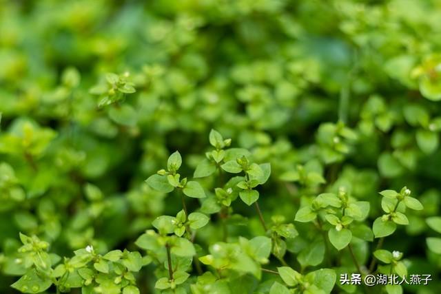 菜图片大全大图，饭店菜谱大全带图片（这43种时令野菜大量生长出来）