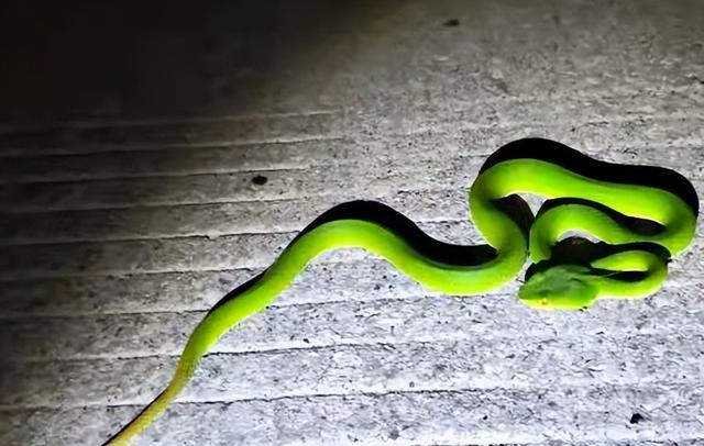 竹叶青的毒性多强，比五步蛇还强20倍