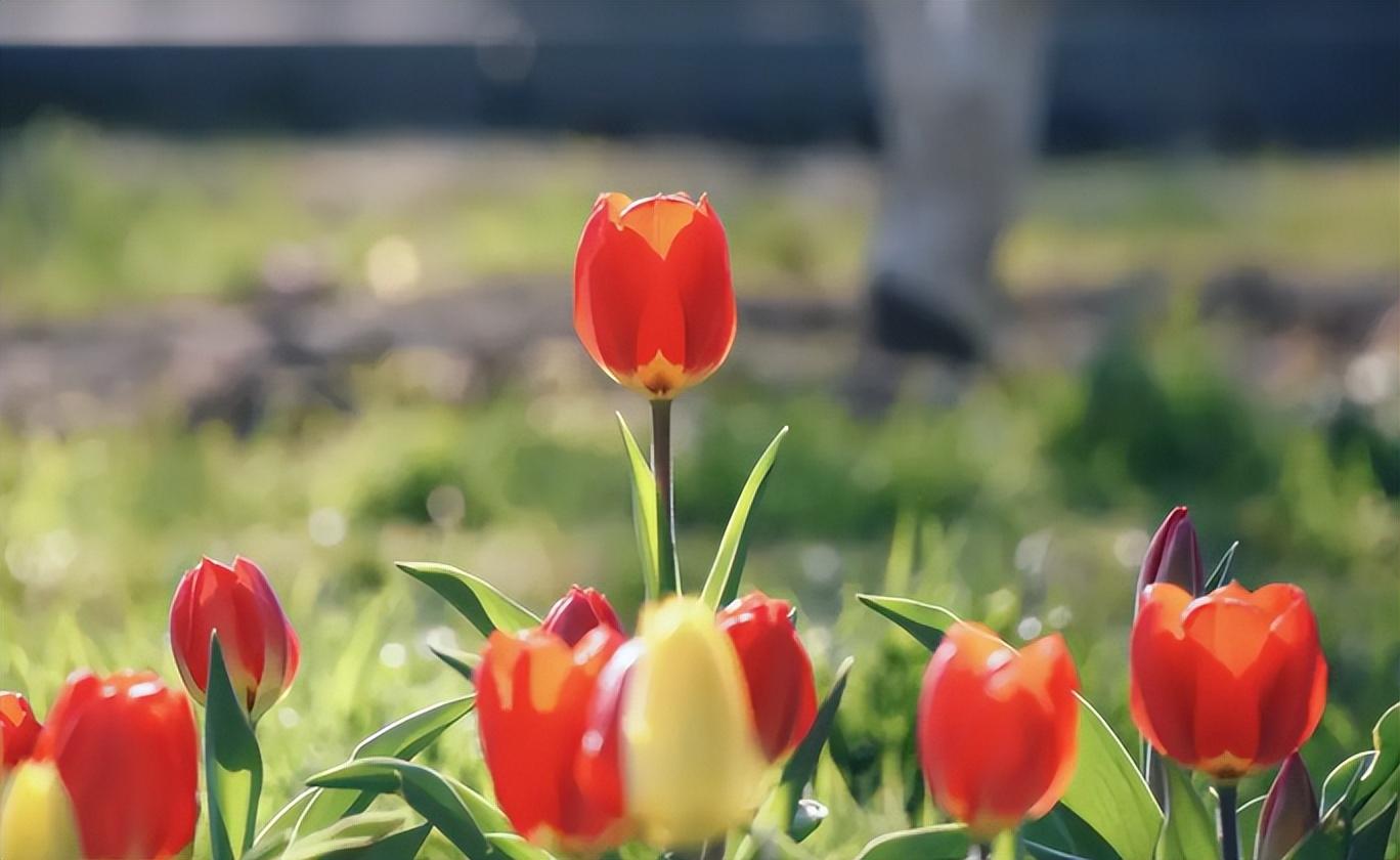 敢做大事业的星座女，白羊座死心了还能挽回吗（事业取得不错进展）