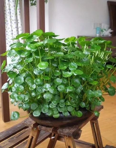 生如夏花之灿烂，生如夏花之灿烂死如秋叶之静美中夏花和秋叶各比喻什么（生如夏花之绚烂 死如秋叶之静美英文图片）