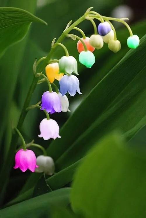 风铃草和铃兰花的区别有哪些，风铃草和风铃花的区别（是一种娇小可爱的观赏花卉）