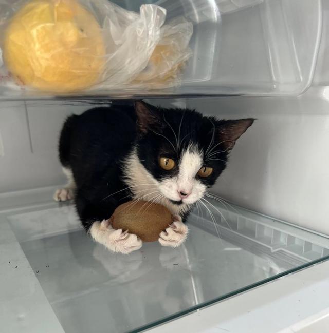 可爱猫，可爱猫咪名字（歪果网友分享各种古怪可爱的小猫咪图片）