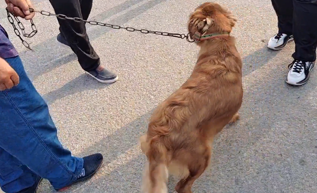 金毛寻回犬的价格，金毛寻回犬多少钱一只（还是在主人和路人的敲打下上狗肉车）