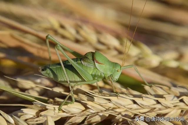 露从今夜白的下一句是什么，露从今夜白下一句是什么（白露：露从今夜白，秋风至此凉）