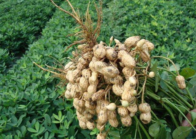 花生种植技术与管理，花生种植时间和生长期（掌握科学管理技术）