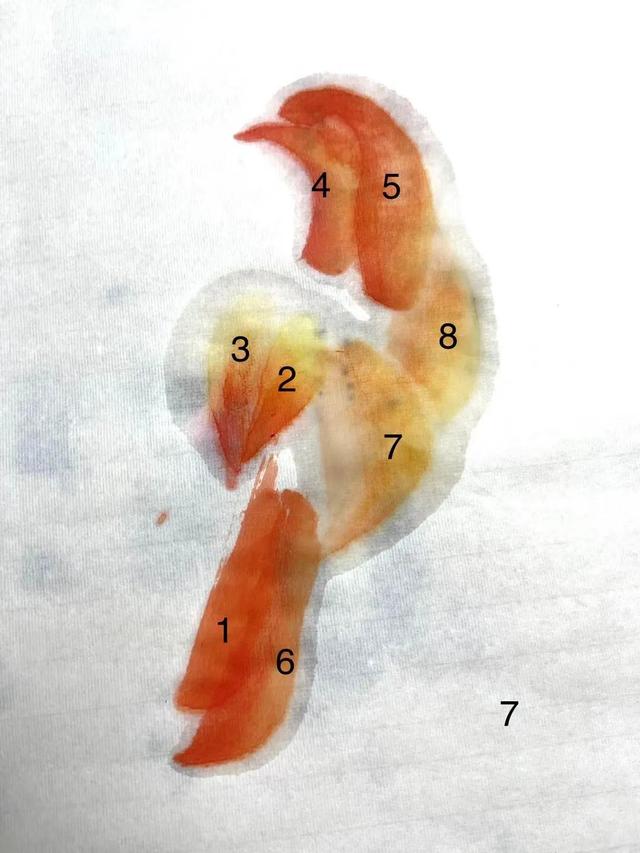 简单的鸟怎么画，如何画简易的小鸟（画家刘华：鸟的画法）