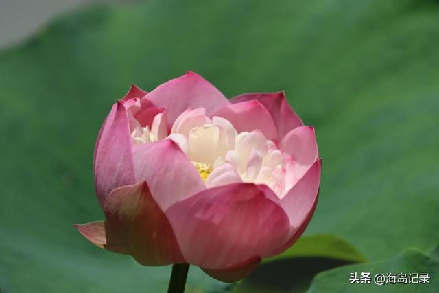 荷花的花语和寓意，荷花的寓意和花语（花语是清白坚贞纯洁）