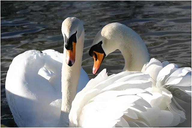 什么动物是夫妻肖，夫妻生肖有哪几肖（你知道它们是哪些吗）