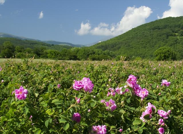 干玫瑰花的功效，家里的玫瑰花要想永久保存（玫瑰花和什么一起泡水喝效果好）