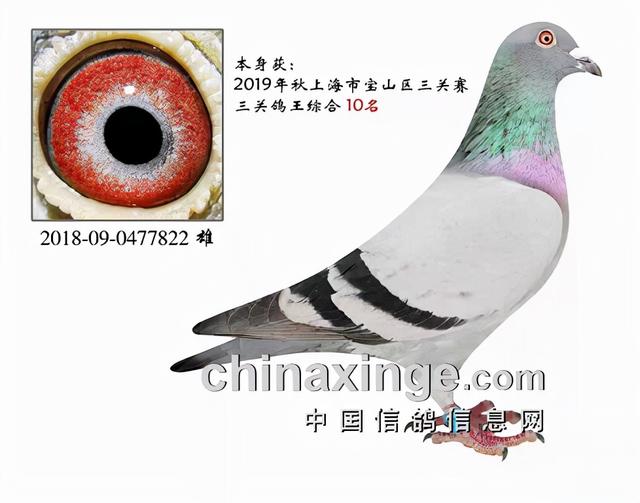 什么鸽子引天落，什么叫天落鸽子（引赛绩鸽修得正果——飞出三关鸽王冠军）