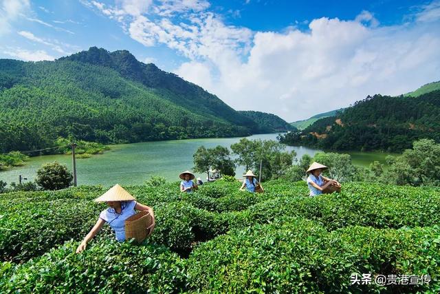 覃塘毛尖的冲泡方法，贵港覃塘毛尖（贵港市这地一产业“出圈”）