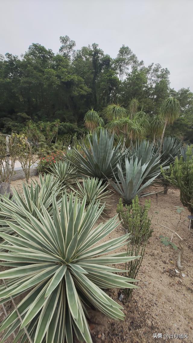 深圳市仙湖植物园，深圳仙湖植物园适合夏天逛吗（深圳仙湖植物园现场实拍图来了）