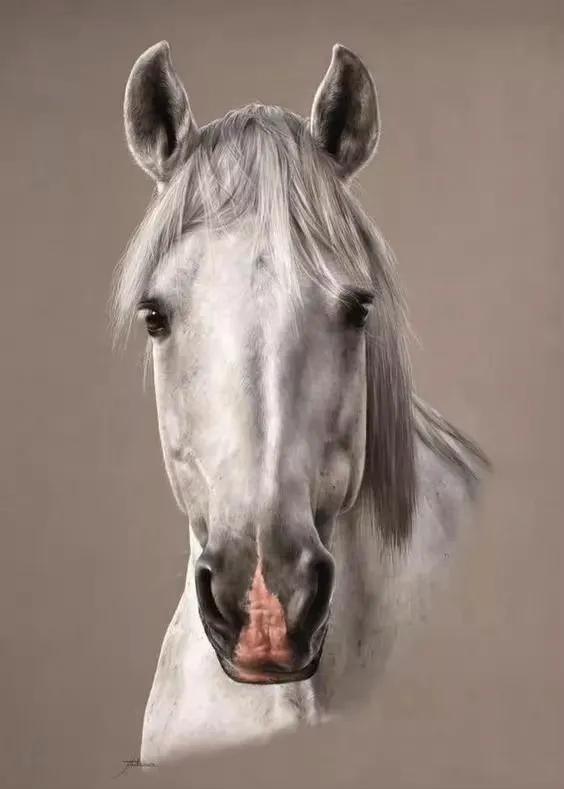 马头简笔画图片大全，马头简笔画（帅气马头绘画欣赏）