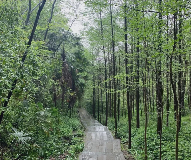 千佛山森林公园，千佛山在哪（不收门票的5个成都周边“小森林”）