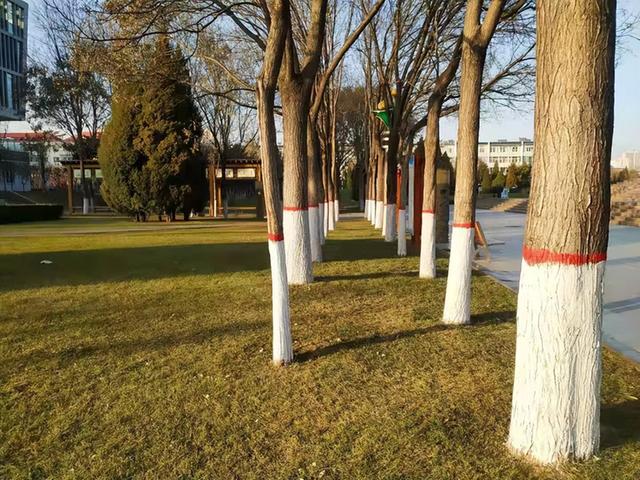 法国梧桐树苗多少钱一颗，法国梧桐树多少钱一棵（曾红极一时的7种“绿化树”）