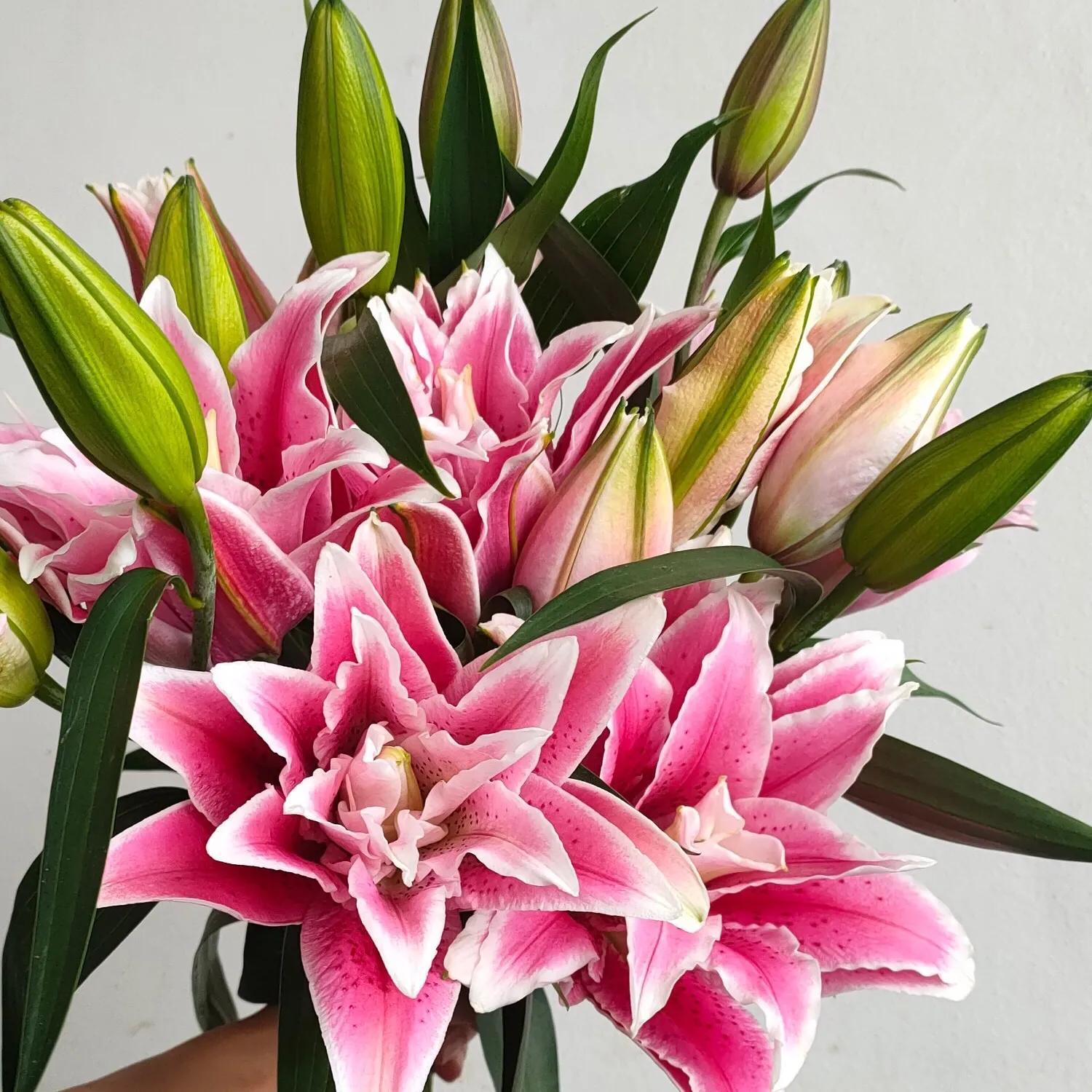 百合花图片唯美浪漫(高贵典雅百合花) - 彝家农业网