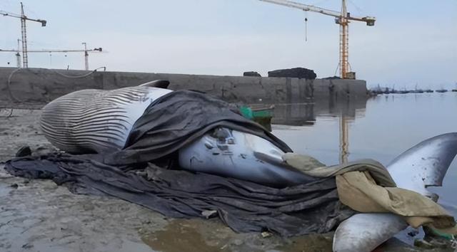 须鲸，大连海滩又出现搁浅须鲸（须鲸捕食的视频大全）