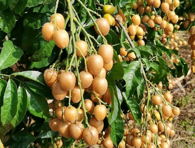 十大最酸的水果，十大高蛋白食物水果（四大酸水果横空出“市”）