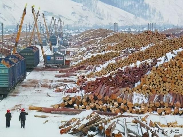 白杨树木材价格，速生杨树几年成材（这些木材的价格都有所上涨）