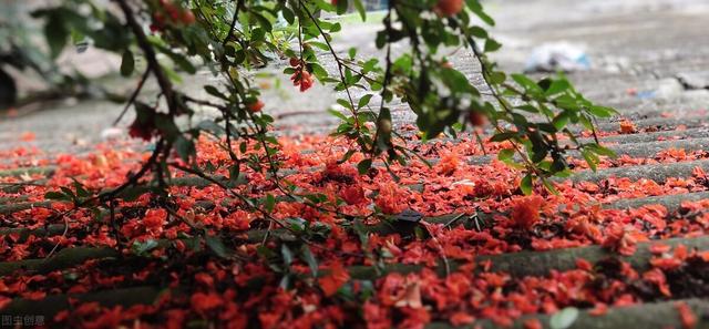 花开花落的意思，花开花落是什么意思（何事奈诗歌——听风听雨听落花）