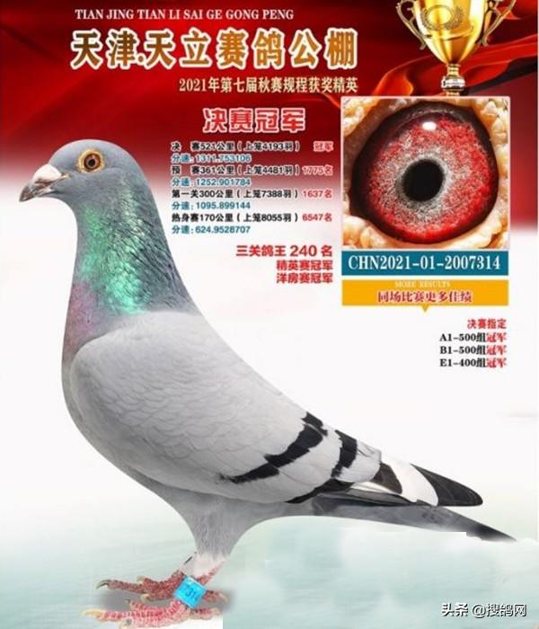 中国信鸽信息网全国各地赛鸽公棚，中华信鸽信息网各地公棚信鸽信息网（十大公棚冠军鸽有何共通之处）