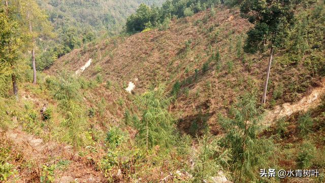 灌木和乔木的区别，灌木或小乔木是什么意思（林地和林地分类）