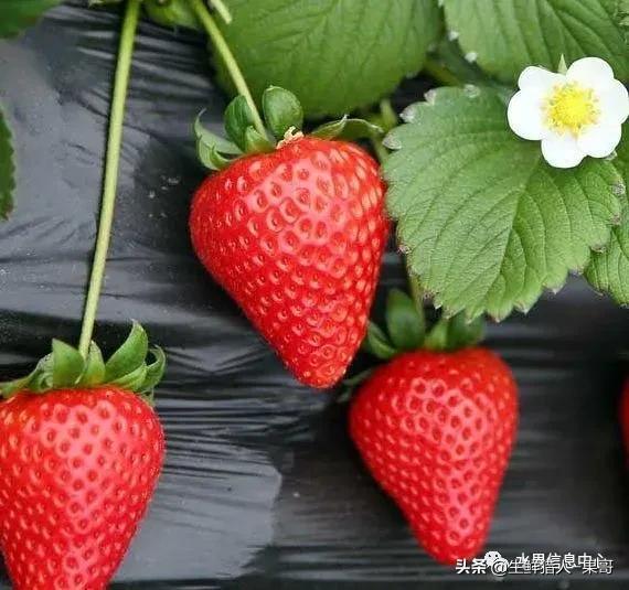 九九草莓特点，九九草莓有几个品种（中国草莓主要产地分布及品种介绍）