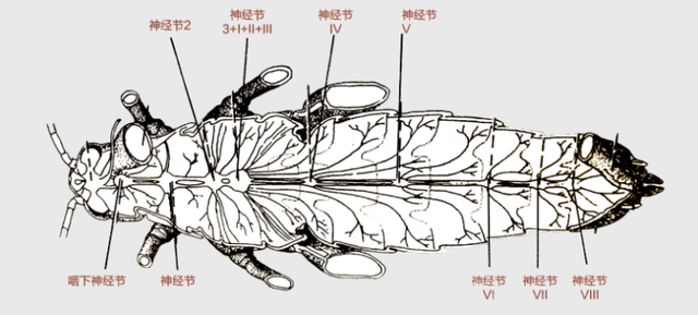 苍蝇是什么，苍蝇是什么类动物（为什么苍蝇经常会自己把头搓下来）