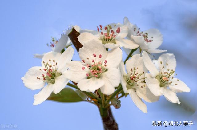 春天的花有哪些，春天21种可以食用的鲜花（一年四季都盛开的花是什么花）