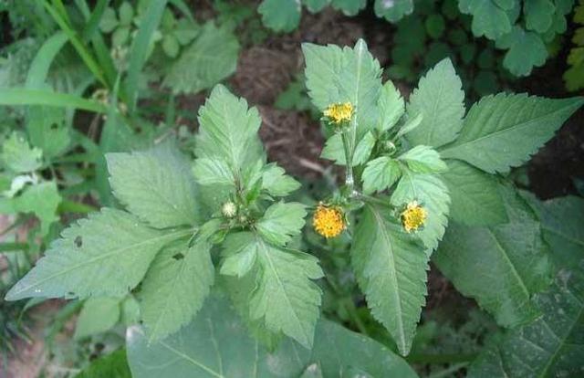 白花鬼针草的功效与作用，白花鬼针草的营养价值（鬼针草的成分和主要用途）