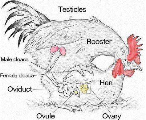鸡是怎么受精的，鸡是如何受精的（是怎么跟母鸡交配完成繁衍的）