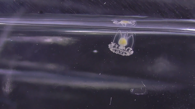 蜉蝣是什么动物，地球上会有“永生”的生物吗