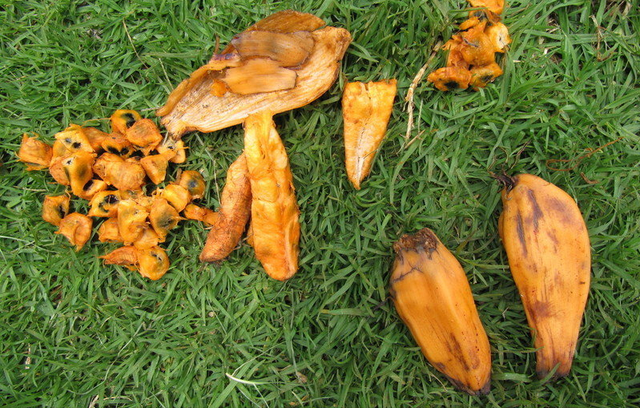 中国稀有水果，中国稀有水果名称大全（盘点世界上最稀有的6种水果）