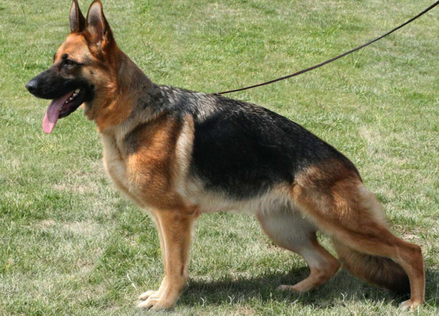 大型宠物犬品种大全，宠物大型犬品种大全（盘点6种被“禁养”的大型猛犬）